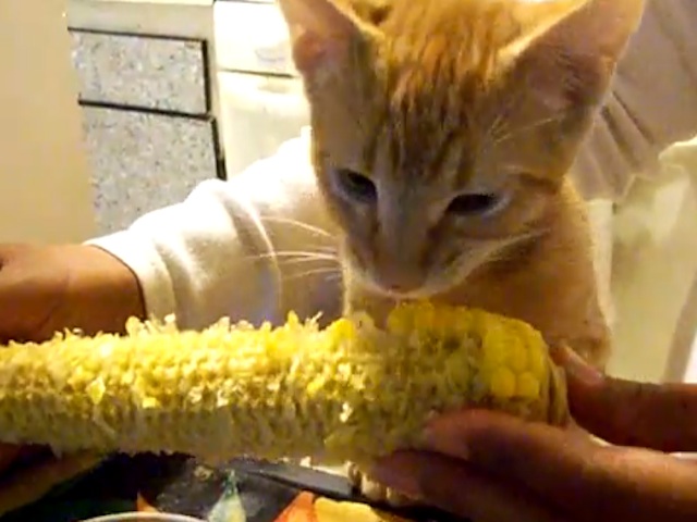 Stop torturing that kitty! 'Nuestro gato Tyler comiendo elotes' (video) -  POCHO